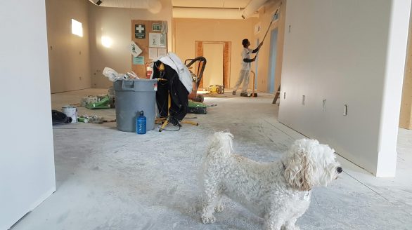 Interior renovation scene with a painter working and a dog in the foreground.